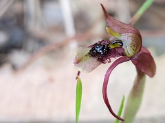 Chiloglottis seminuda
