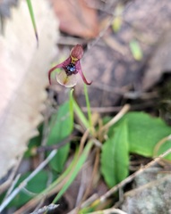 Chiloglottis seminuda