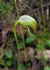 Pterostylis hispidula