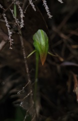 Pterostylis hispidula