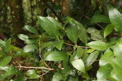 Atherospermataceae