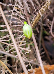 Pterostylis hispidula