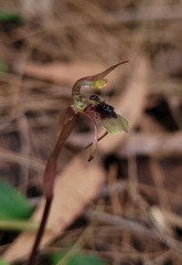 Chiloglottis seminuda