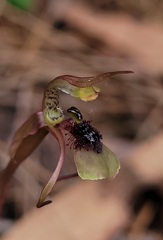 Chiloglottis seminuda