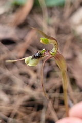 Chiloglottis seminuda