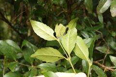 Atherospermataceae