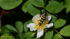 Leptura annularis
