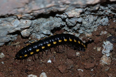 Asiomorpha coarctata