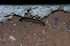 Asiomorpha coarctata