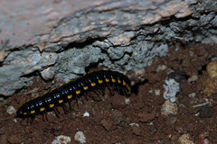 Asiomorpha coarctata