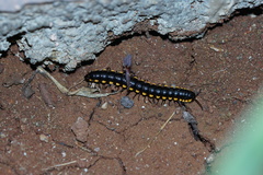 Asiomorpha coarctata