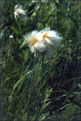 Eriophorum chamissonis