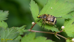Lasiotrichius succinctus