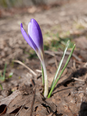 Crocus carpetanus