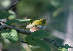 Zosterops erythropleurus