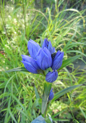 Gentiana triflora