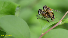 Eristalis cerealis