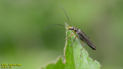 Oedemera amurensis