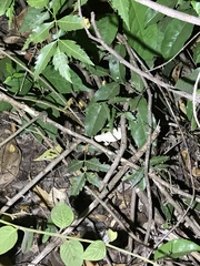 Rieppeleon kerstenii