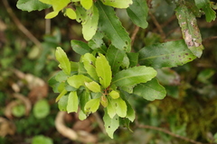 Lomatia arborescens