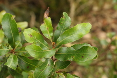 Lomatia arborescens