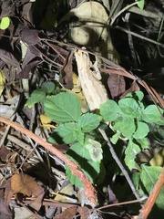 Rieppeleon kerstenii