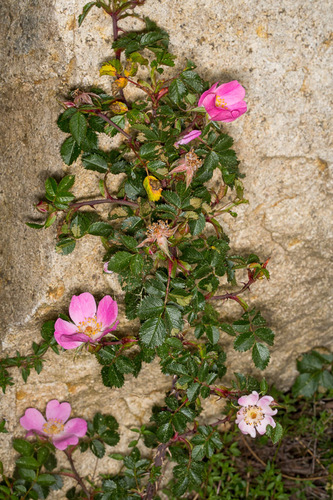 Rosa serafinii, photograph 1