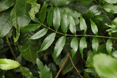 Zanthoxylum brachyacanthum