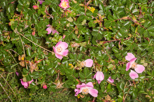 Rosa serafinii, photograph 3