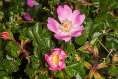Rosa serafinii