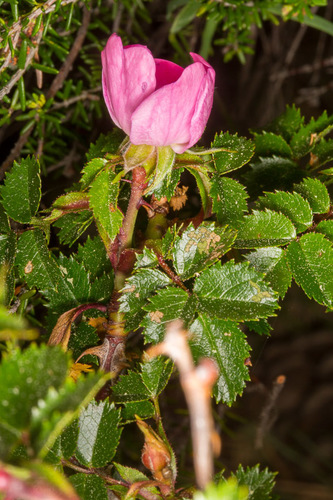 Rosa serafinii, photograph 5