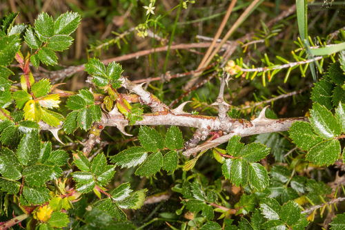Rosa serafinii, photograph 2