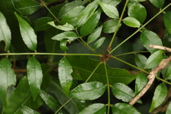 Zanthoxylum brachyacanthum