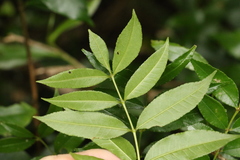 Zanthoxylum brachyacanthum