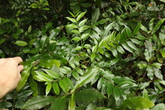 Zanthoxylum brachyacanthum