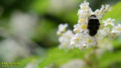 Lasiotrichius succinctus