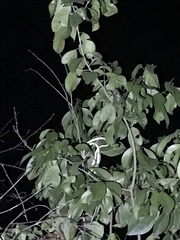 Philothamnus punctatus