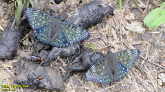 Dichorragia nesimachus