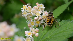 Eristalis cerealis