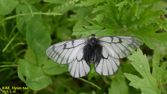 Parnassius stubbendorfii