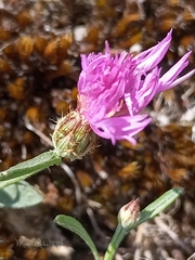 Centaurea aristata