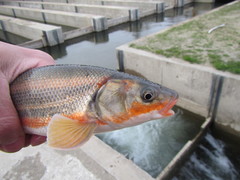 Pseudaspius brandtii