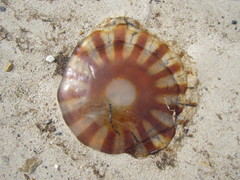 Chrysaora melanaster