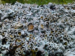 Parmelina carporrhizans