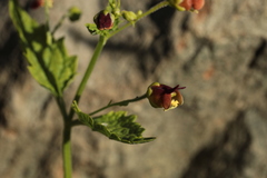 Scrophularia scopolii