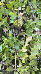 Mikania micrantha