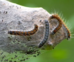 Eriogaster lanestris