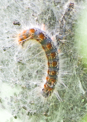 Eriogaster lanestris