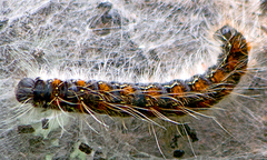 Eriogaster lanestris