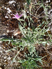 Centaurea aristata